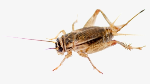 Band Winged Grasshoppers, HD Png Download, Transparent PNG