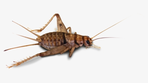 Cricket Insect Transparent, HD Png Download, Transparent PNG