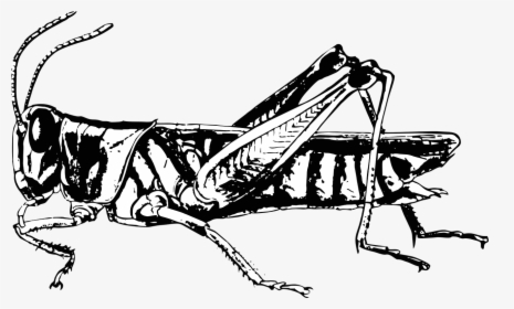 Grasshopper Bug Insect Free Photo - Pronotum Locust, HD Png Download, Transparent PNG