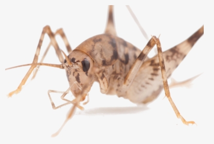 Cavecrickettiny - Cricket Species, HD Png Download, Transparent PNG