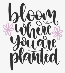 Bloom Where You Are Planted Lettering, HD Png Download, Transparent PNG