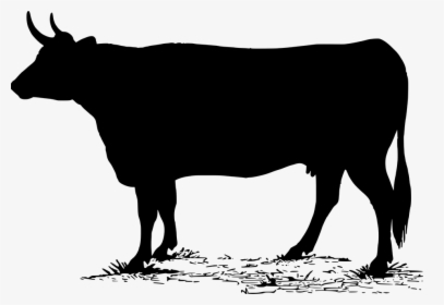 Vaca, Silueta, Animales, Granja, Negro, Lácteos, Ordeño - Calf Black White Contour, HD Png Download, Transparent PNG