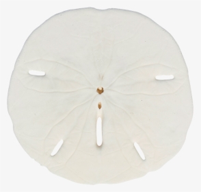 sand dollar png