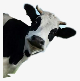 Transparent Vaca Clipart - Funny Cow Transparent Background, HD Png Download, Transparent PNG
