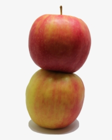 Apple Fruit Png Free Photo - Mcintosh, Transparent Png, Transparent PNG