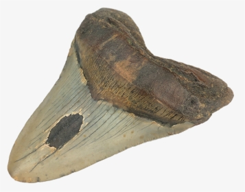 Fossilized Megalodon Sharks Tooth - Moth, HD Png Download, Transparent PNG