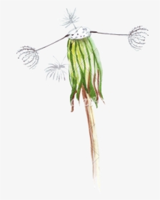 Hand Drawing Of Watercolor Pencil Wilted Dandelion - Wilted Dandelion Drawing, HD Png Download, Transparent PNG