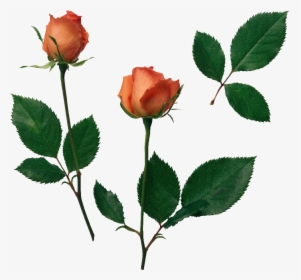 Flower, Overlay, And Png Image - Folha De Roseiras, Transparent Png, Transparent PNG