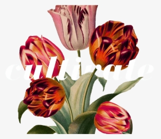 Transparent Flower Overlay Png - Taxonomía Tulipan, Png Download, Transparent PNG