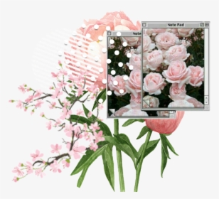 #flower #overlay #aesthetic #kpop #edit - Garden Roses, HD Png Download, Transparent PNG