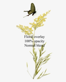 Floral-overlay - Twig - Empathy, HD Png Download, Transparent PNG