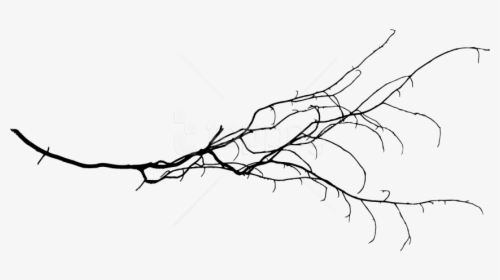 Tree Branch Png Transparent Background - Tree Branch Drawing Png, Png Download, Transparent PNG