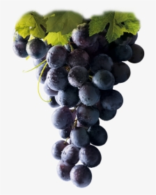 Racimo Uva Vino Tinto - Red Grapes, HD Png Download, Transparent PNG