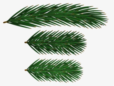 Pine Branches Clip Art - Spruce Branch Clip Art, HD Png Download, Transparent PNG