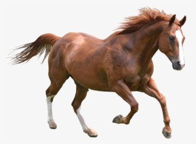 Horse Dog Pet Icon - Horse Running Image Png, Transparent Png, Transparent PNG