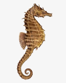 Seahorse,fish - Seahorse Png, Transparent Png, Transparent PNG