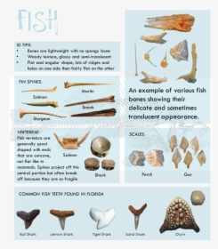 These Guys Are So Cool They Get Their Own Blog - Types Of Fish Bones, HD Png Download, Transparent PNG