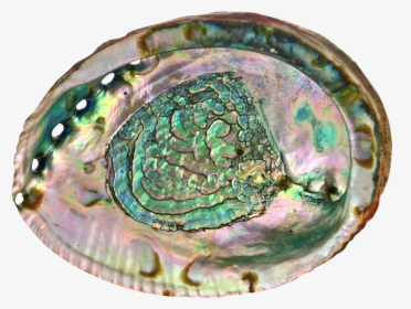 Shell Transparent Abalone - Abalone Shell Transparent Background, HD Png Download, Transparent PNG