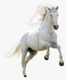 Horse Download Icon - Running White Horse Png, Transparent Png, Transparent PNG
