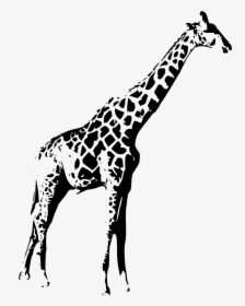 Silhouette Giraffe Png - Giraffe Stencil Black And White, Transparent Png, Transparent PNG