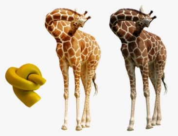 Giraffe Photoshop, HD Png Download, Transparent PNG