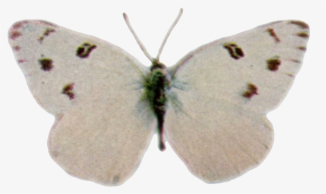 Pontia Protodice-transparent - Anthocharis, HD Png Download, Transparent PNG
