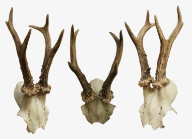 Animal Skulls Bone - Animal Skulls Png, Transparent Png, Transparent PNG