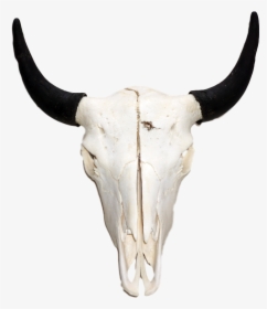 White Bison Skull - Bison Skull Png, Transparent Png, Transparent PNG