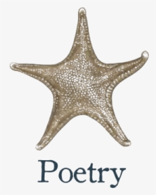Poetry - Echinoderm, HD Png Download, Transparent PNG