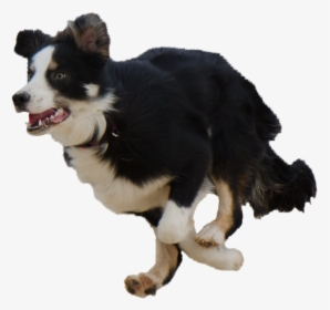 Running Psd File With - Dog Running Transparent Background, HD Png Download, Transparent PNG