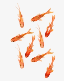 Transparent Peces Png - Goldfish Wallpaper Iphone, Png Download, Transparent PNG