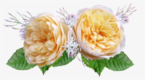 Rose, David Austin, Yellow - Rosas De Color Amarillo Y Naranja Png, Transparent Png, Transparent PNG