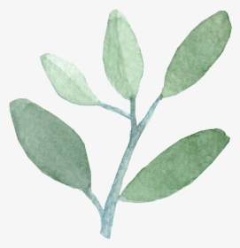 Png Watercolor Leaves - Watercolour Leaf Transparent Background, Png Download, Transparent PNG