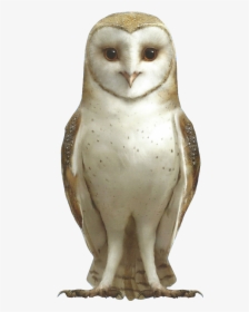 Barn Owl Png -barn Owl - Marella Guardians Of Ga Hoole, Transparent Png, Transparent PNG
