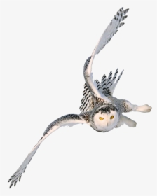 Snowy Owl Image Portable Network Graphics Barn Owl - Harry Potter Owl Flying, HD Png Download, Transparent PNG
