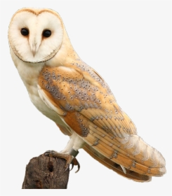 Barn Owl Transparent Background, HD Png Download, Transparent PNG