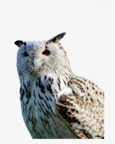 Barn Owl Owl Raptor Free Photo - Sova Png, Transparent Png, Transparent PNG