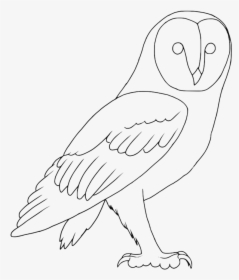 Barn Owl Line Drawings, HD Png Download, Transparent PNG
