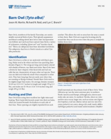 Barn Owl, HD Png Download, Transparent PNG