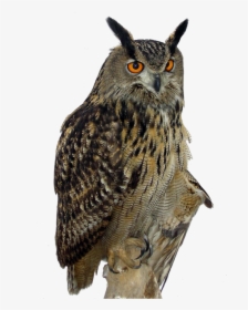 Owls Png Free Background - Owl Png Hd, Transparent Png, Transparent PNG