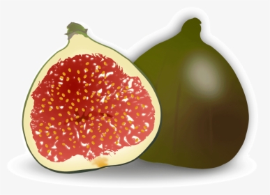 Clip Art Common Fig Accessory Fruit - Fig Clipart, HD Png Download, Transparent PNG