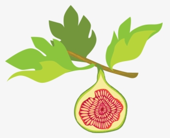 Fig Illustration - Fig Tree Clipart, HD Png Download, Transparent PNG