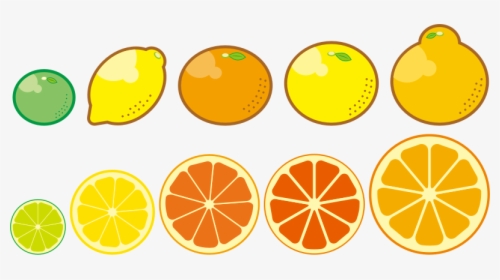 Clipart Citrus Fruits Png , Png Download - Citrus Trees Clip Art, Transparent Png, Transparent PNG