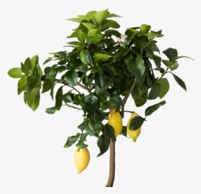 Lemon Tree Png - Transparent Lemon Tree Png, Png Download, Transparent PNG