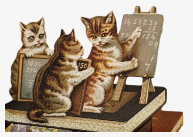 Maths Cat, HD Png Download, Transparent PNG