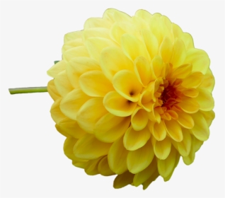 Dahlia, Dahlia Flower, Yellow, Garden, Late Summer - Yellow Dahlia Png, Transparent Png, Transparent PNG