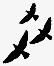 Silhouette, Bird, Fly, Wildlife, Flight, Gathering - Birds Flying Overlay, HD Png Download, Transparent PNG