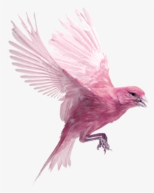Purple Bird On White Background, HD Png Download, Transparent PNG