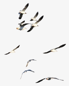 #ftestickers #birds #fly #flying #flyinghigh #onthesky - Flock, HD Png Download, Transparent PNG