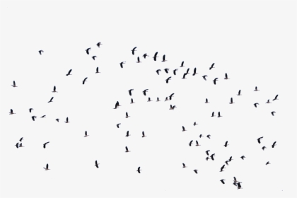Architectural Birds, HD Png Download, Transparent PNG
